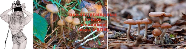 ГАЛЛЮЦИНОГЕННЫЕ ГРИБЫ Горно-Алтайск